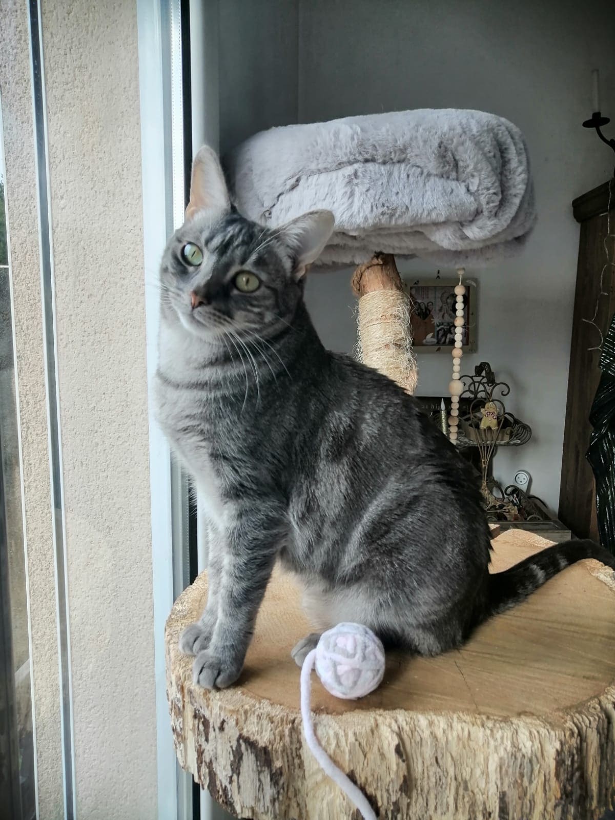 Chat Jaïna