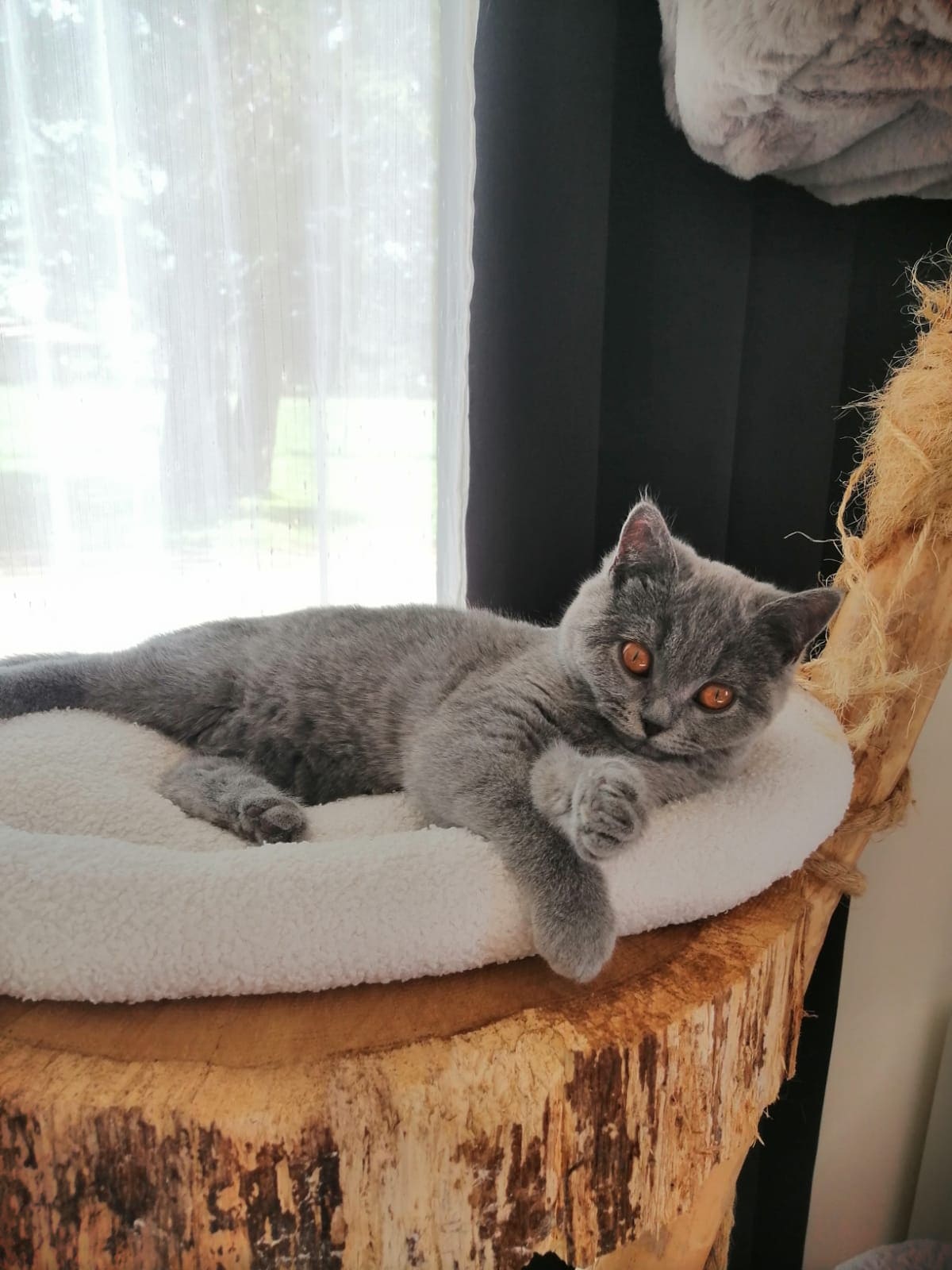 Chat Lady
